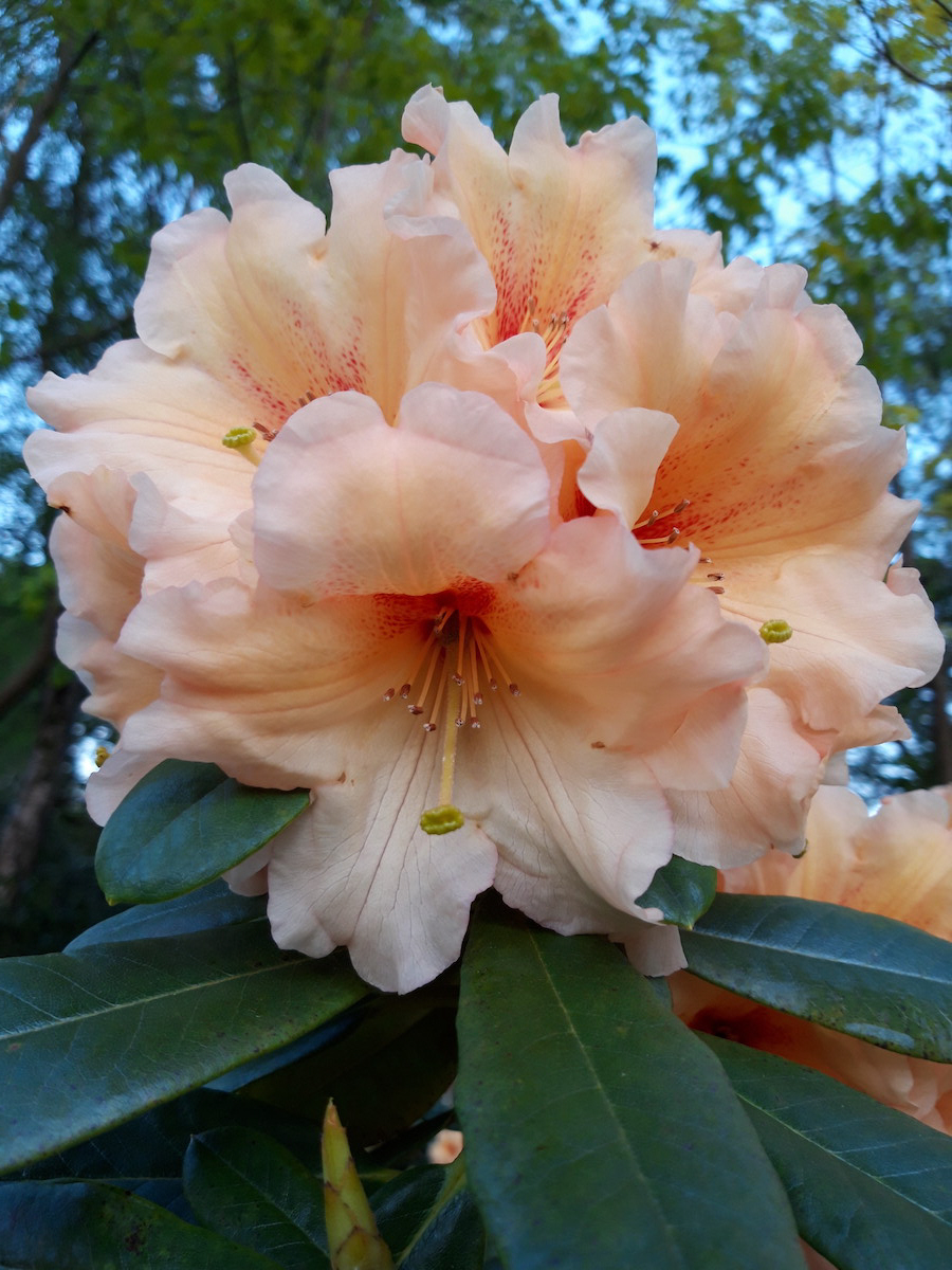 Apricot Fantasy